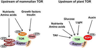 Auxin Signaling in Regulation of Plant Translation Reinitiation